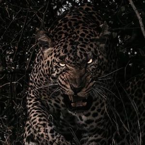 裸体性感美女酒后背糟蹋视频
